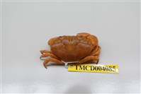 藏品(環紋金沙蟹)的圖片